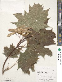 Acer platanoides image