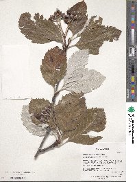 Image of Sorbus hajastana