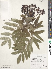 Sorbus aucuparia image