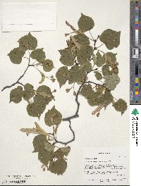 Tilia cordata image