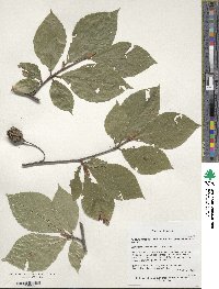 Fagus orientalis image