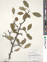 Malus sylvestris image