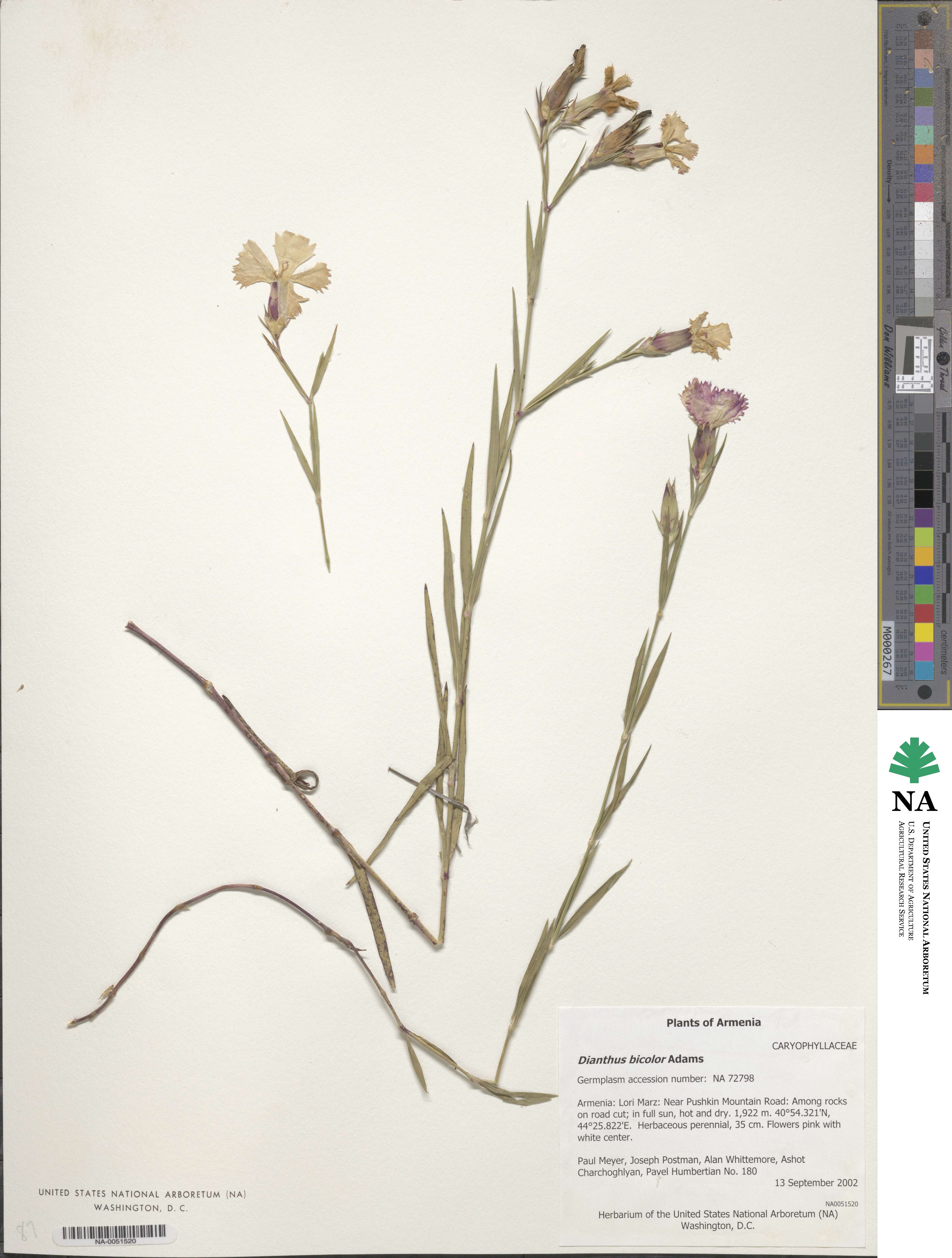 Dianthus bicolor image