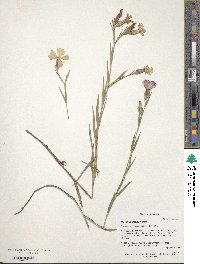 Dianthus bicolor image