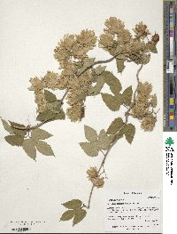 Humulus lupulus image