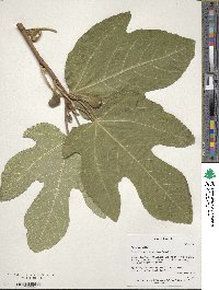 Ficus carica image