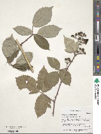 Rubus montanus image