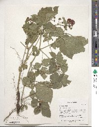 Rubus caesius image