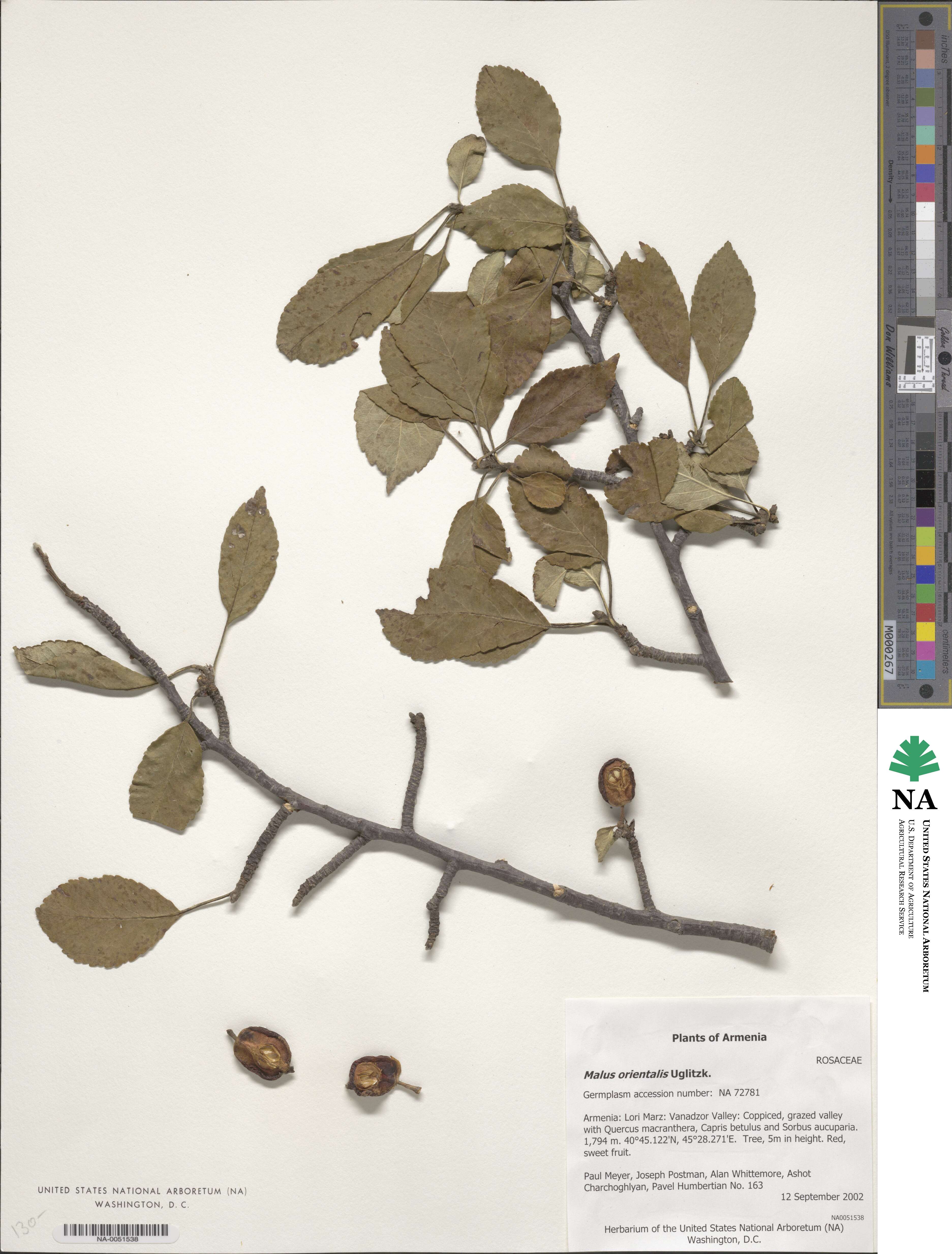 Malus sylvestris subsp. orientalis image