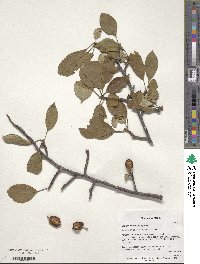 Malus sylvestris image