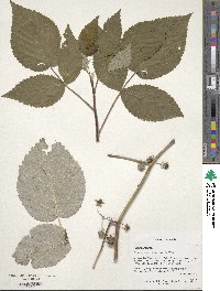 Rubus idaeus image