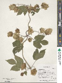 Humulus lupulus image