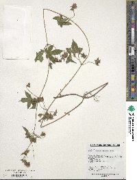 Humulus scandens image