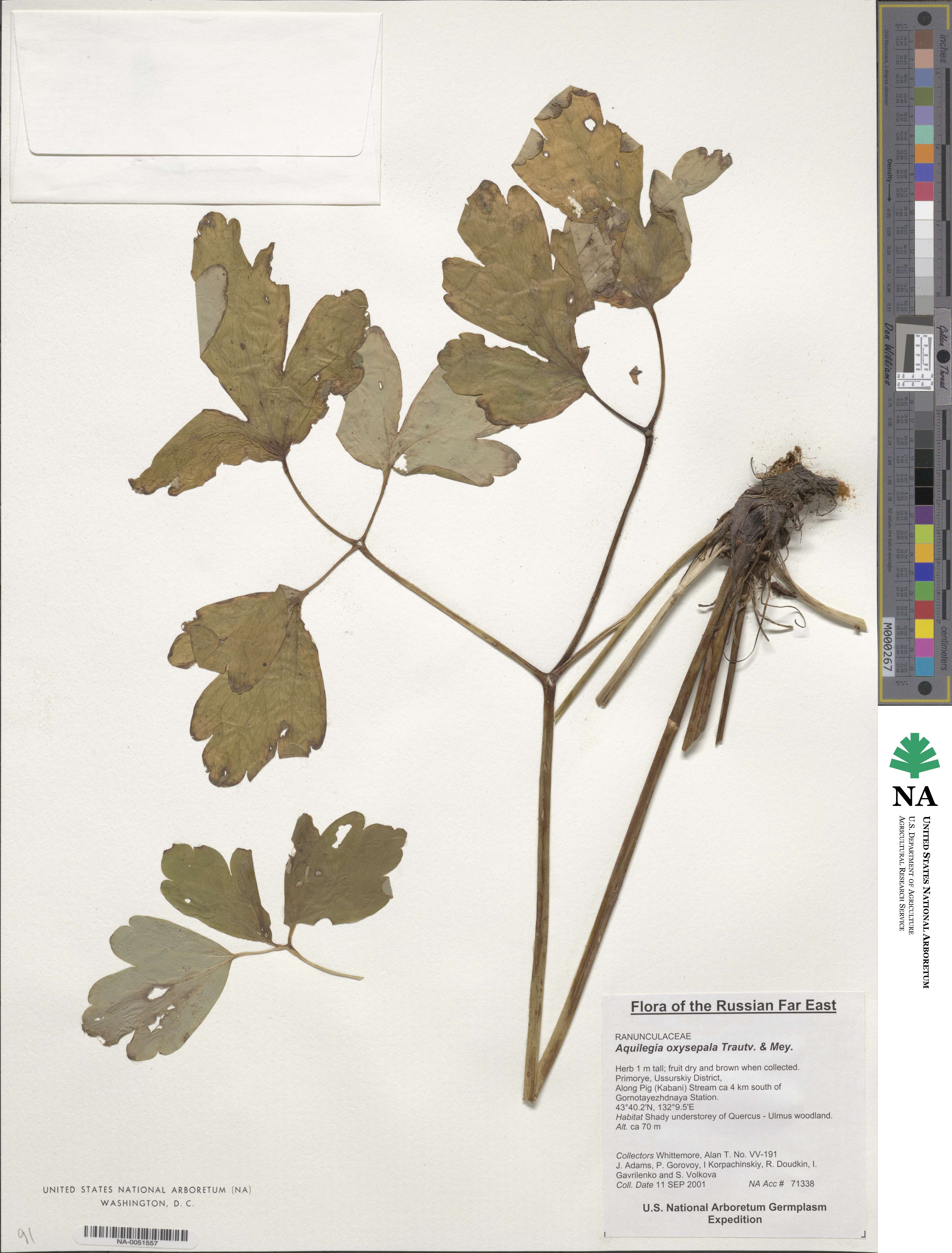 Aquilegia kansuensis image