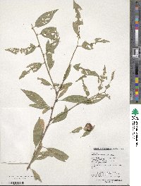 Prinsepia sinensis image