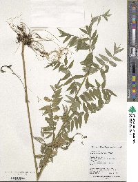 Image of Polemonium chinense