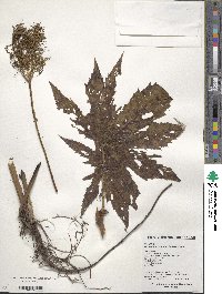 Filipendula palmata image