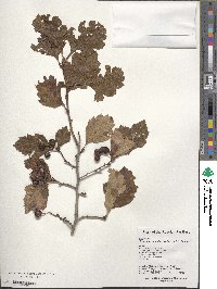 Crataegus dahurica image