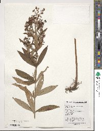 Lysimachia davurica image