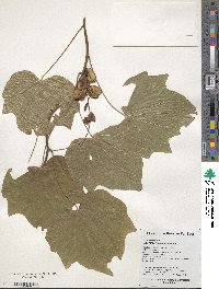 Dioscorea nipponica image