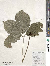 Chloranthus japonicus image