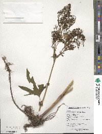 Filipendula palmata image