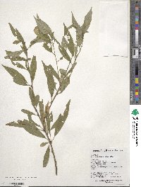 Prinsepia sinensis image