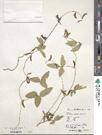 Glycine max subsp. soja image