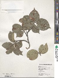 Ulmus macrocarpa image