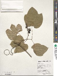 Vitis amurensis image