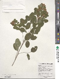 Lespedeza cyclobotrya image