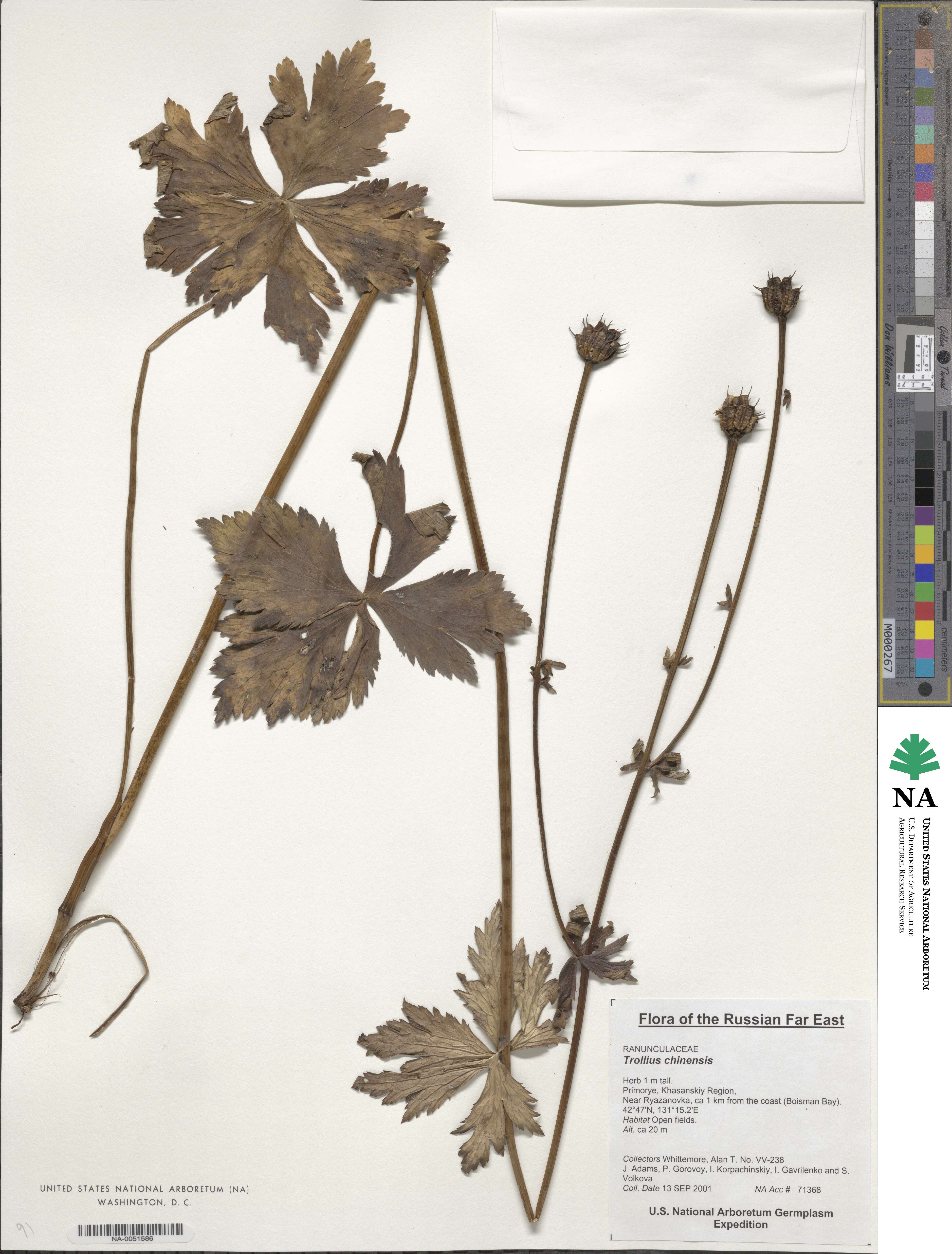 Trollius chinensis image