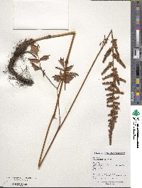 Aruncus dioicus image