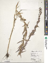 Lobelia sessilifolia image