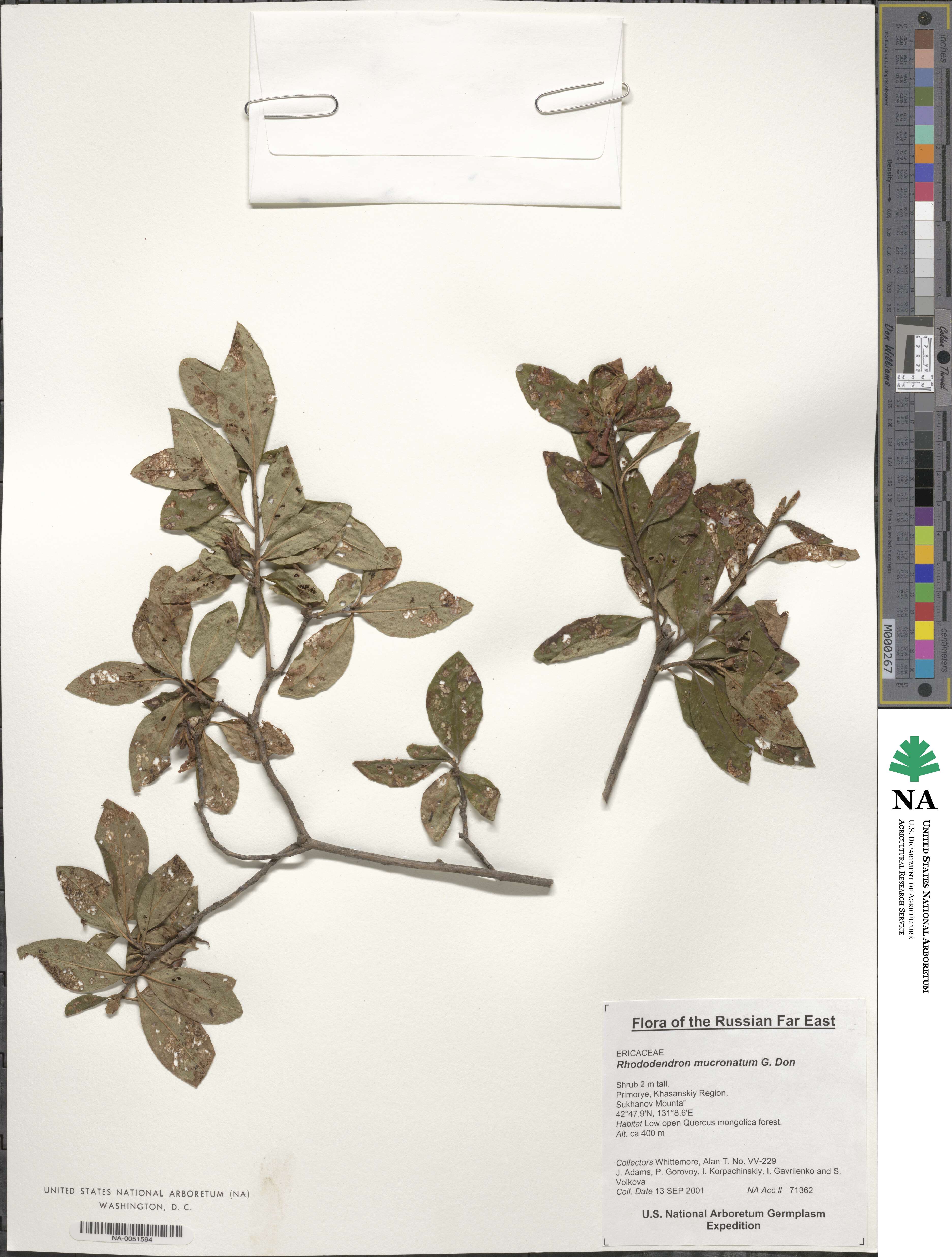 Rhododendron mucronatum image