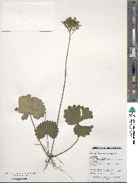 Saxifraga manshuriensis image