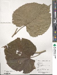 Tilia mandshurica image