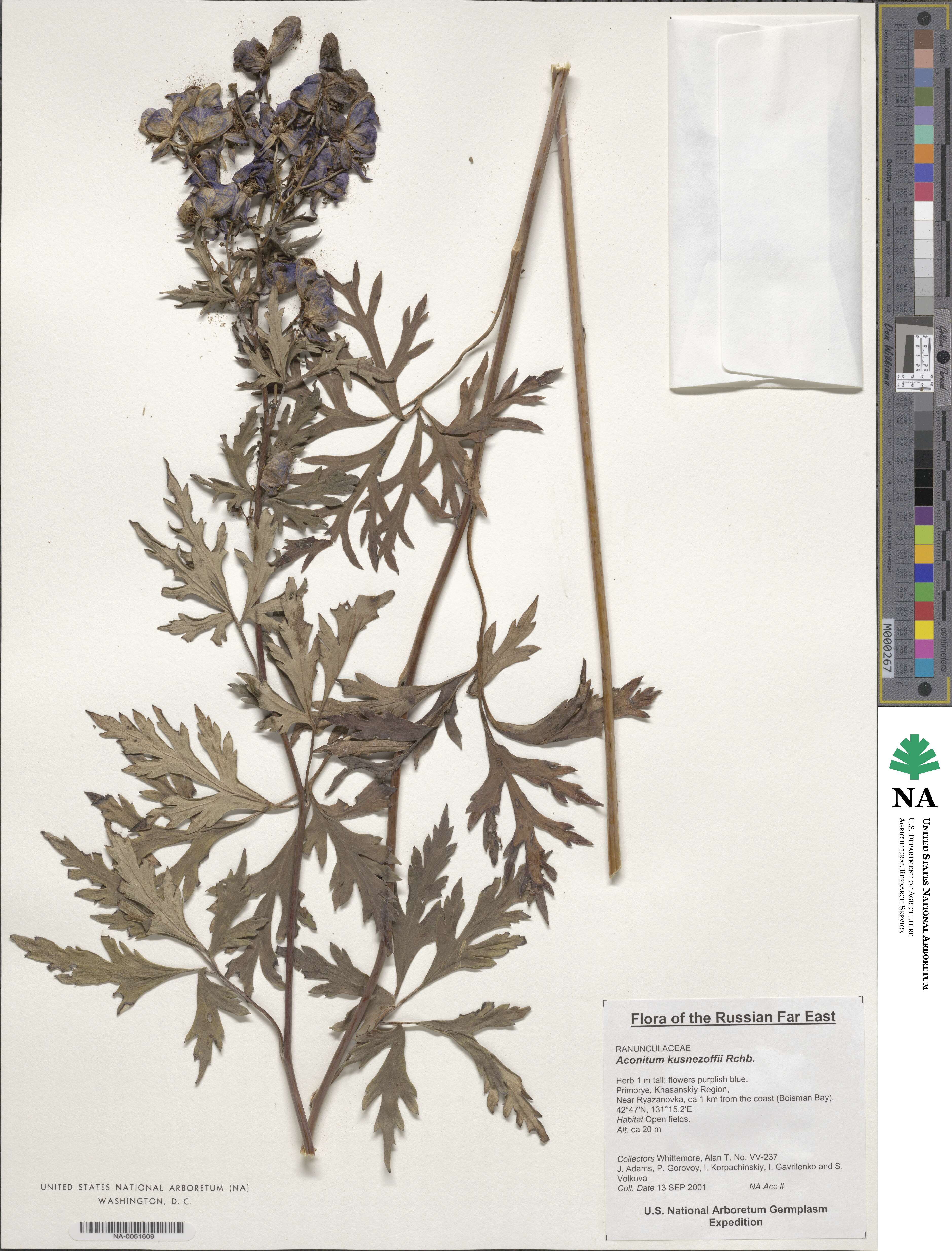 Aconitum kusnezoffii image