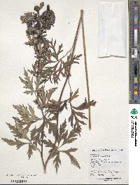 Aconitum kusnezoffii image