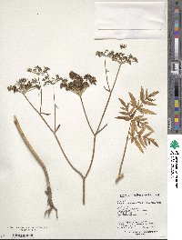 Angelica czernaevia image