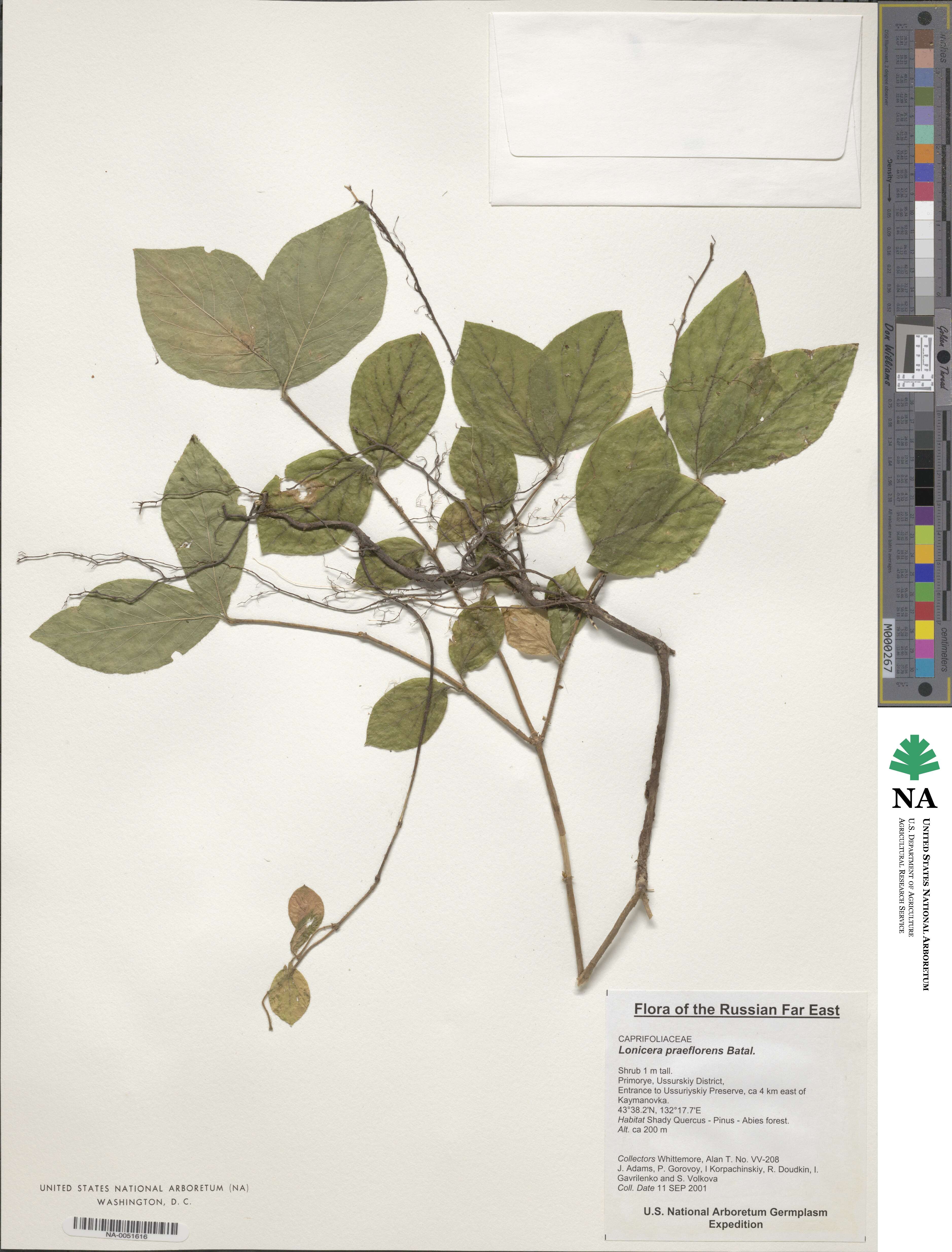 Lonicera praeflorens image