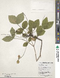 Lonicera praeflorens image