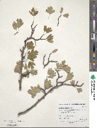 Crataegus laevigata image