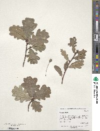 Quercus robur image