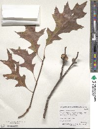 Quercus coccinea image