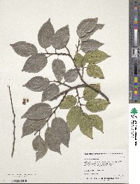 Celtis sinensis image