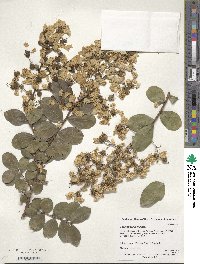 Lagerstroemia indica image