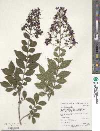 Lagerstroemia indica image