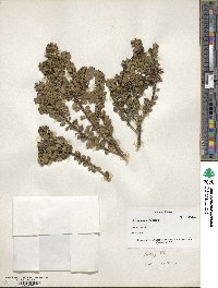 Ilex microphylla image