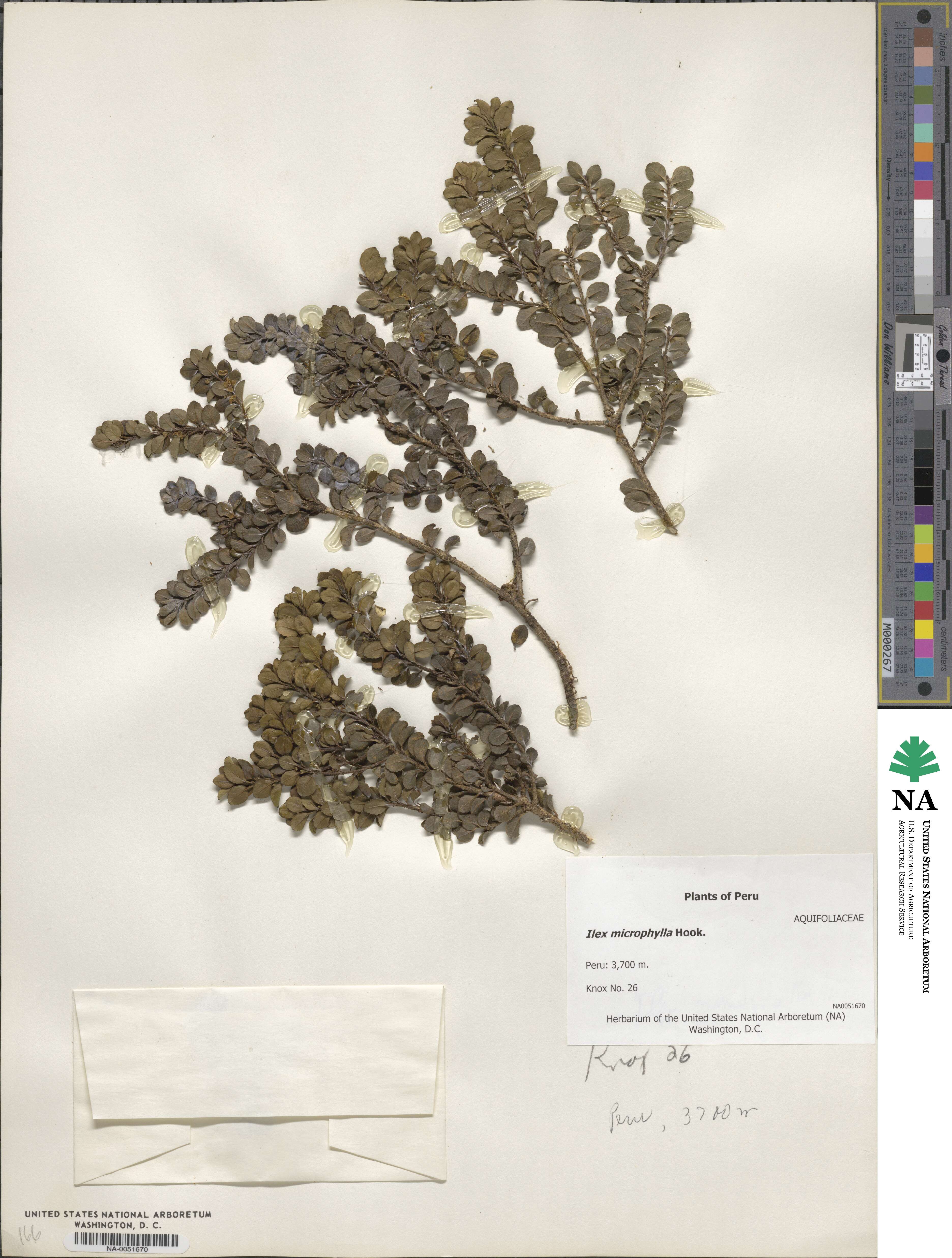 Ilex microphylla image